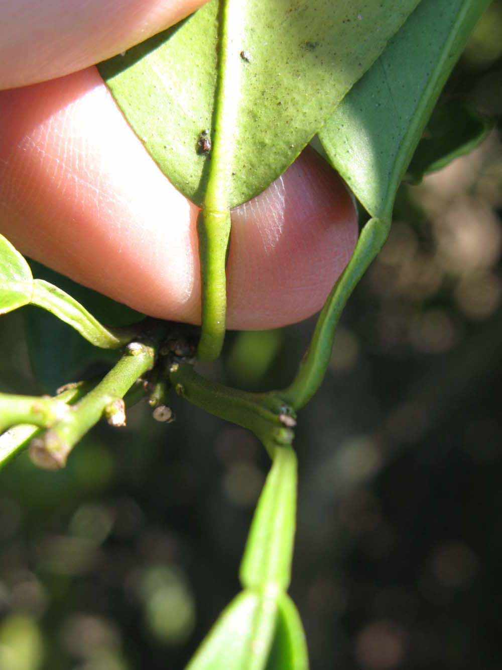              Petiole (Winter Haven, FL)       